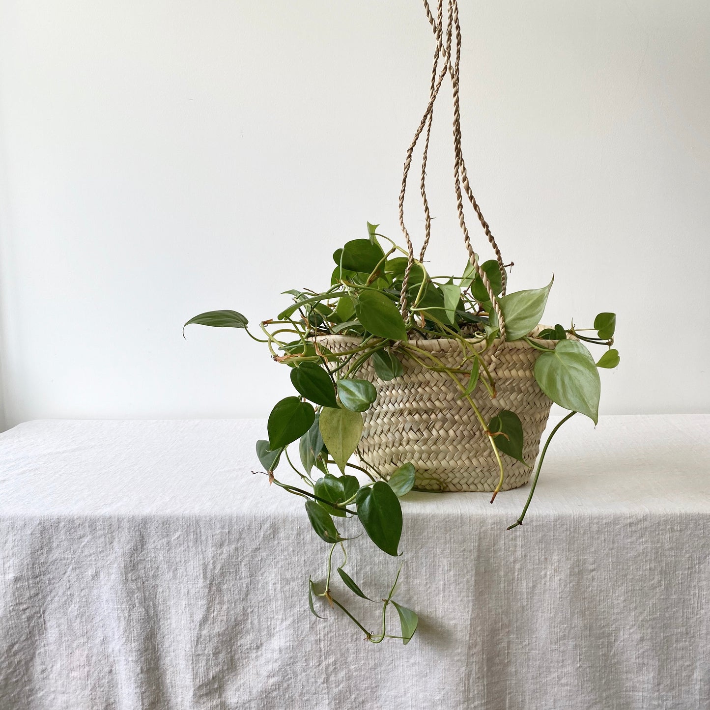 Hanging Basket